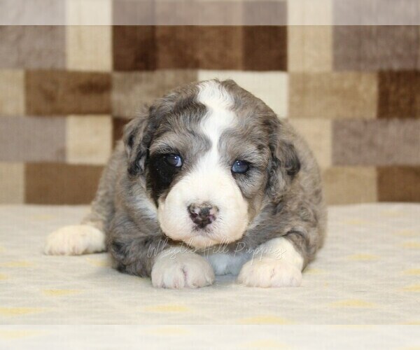 Medium Photo #6 Bernedoodle (Miniature) Puppy For Sale in DENVER, PA, USA