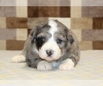 Small #5 Bernedoodle (Miniature)