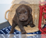 Small #10 Labrador Retriever