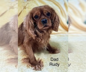 Father of the Cavapoo (Miniature) puppies born on 06/21/2026