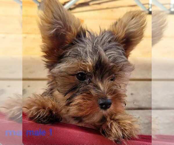 Medium Photo #2 Yorkshire Terrier Puppy For Sale in CONKLIN, NY, USA