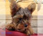 Small #1 Yorkshire Terrier