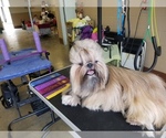 Small Photo #1 Shih Tzu Puppy For Sale in WOODSFIELD, OH, USA