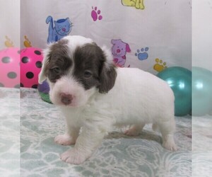 Wapoo Puppy for sale in RATTAN, OK, USA