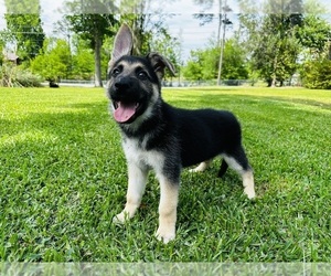 German Shepherd Dog Puppy for sale in MARIANNA, FL, USA