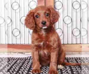 Cavapoo Puppy for sale in NAPLES, FL, USA