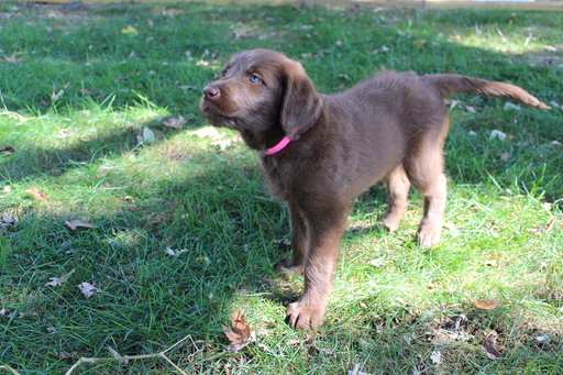 Medium Photo #1 Labradoodle Puppy For Sale in WARSAW, IN, USA