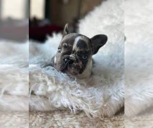 French Bulldog Puppy for sale in SEATTLE, WA, USA