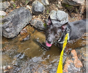Australian Kelpie-Unknown Mix Dogs for adoption in Brighton, CO, USA