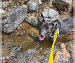 Small Australian Kelpie Mix