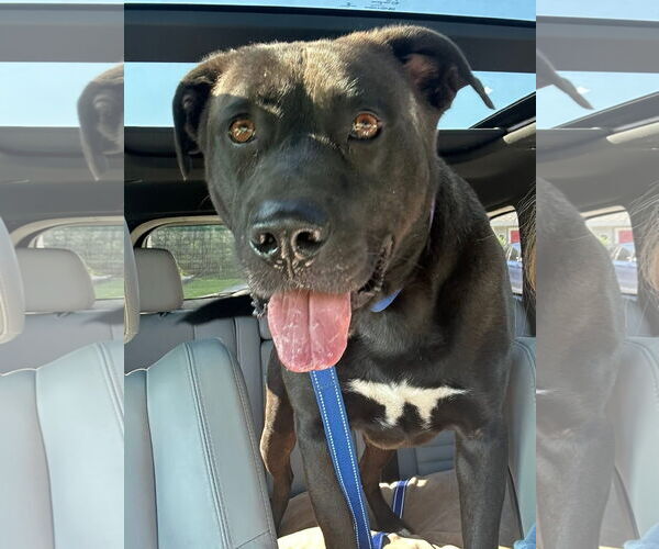 Medium Photo #9 Mutt Puppy For Sale in Myrtle Beach, SC, USA