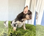 Small Photo #11 French Bulldog Puppy For Sale in POINT REYES STATION, CA, USA