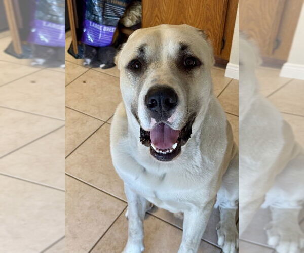 Medium Photo #1 Mutt Puppy For Sale in San Diego, CA, USA