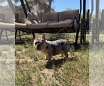 Small #1 French Bulldog