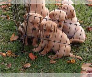 Castro Laboreiro Livestock Guarding Dog Puppy for sale in CASS CITY, MI, USA