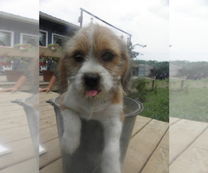 Bea-Tzu Puppy for sale in BUCKLIN, MO, USA