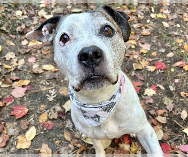 Medium Photo #2 Bull Terrier-Unknown Mix Puppy For Sale in Raleigh, NC, USA