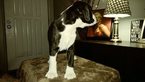 Small Photo #10 Boxer Puppy For Sale in KENNEWICK, WA, USA