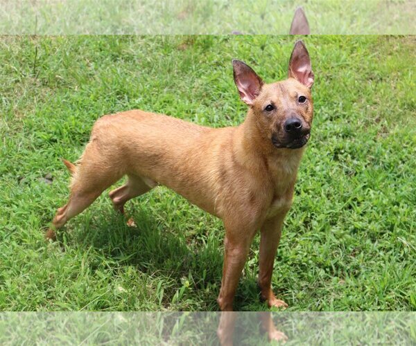 Medium Photo #1 Mutt Puppy For Sale in Jackson, MS, USA