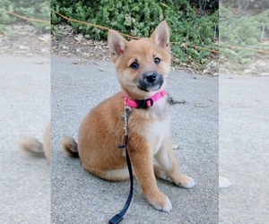 Shiba Inu Puppy for sale in LOS ALTOS, CA, USA