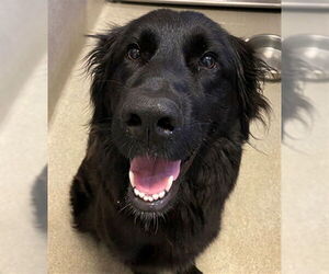 Mutt Dogs for adoption in Rancho Cucamonga, CA, USA
