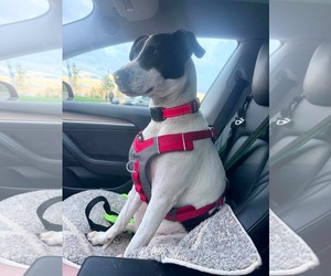 Pointer-Unknown Mix Dogs for adoption in Westwood, NJ, USA