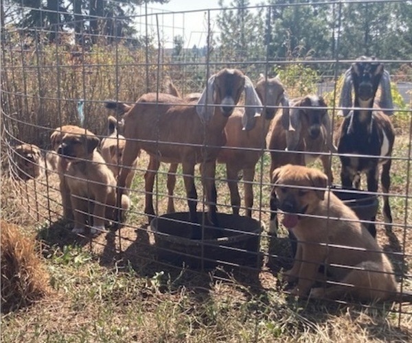 Medium Photo #6 Great Pyrenees-Rottweiler Mix Puppy For Sale in DEARY, ID, USA
