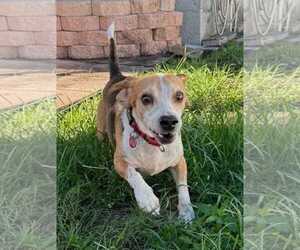Puck - Male Beagle Dog for Adoption - Photo #4
