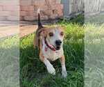 Small Photo #4 Beagle Puppy For Sale in Dunnellon, FL, USA