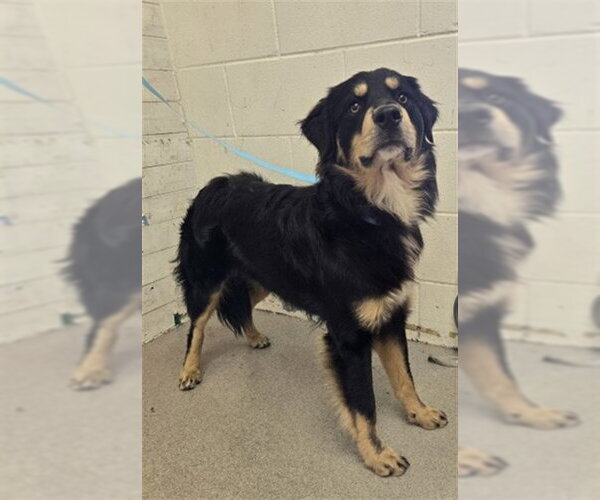 Medium Photo #1 Hovawart Puppy For Sale in San Bernardino, CA, USA