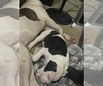 Small #2 American Bulldog