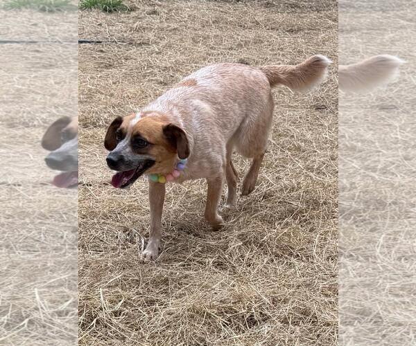 Medium Photo #5 Mutt Puppy For Sale in Wetumpka, AL, USA