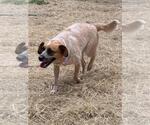 Small #4 Mutt