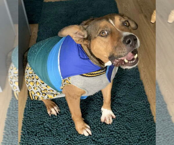 Medium Photo #1 American Pit Bull Terrier-Unknown Mix Puppy For Sale in Germantown, OH, USA