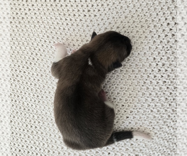 Medium Photo #5 Akita Puppy For Sale in STRAFFORD, MO, USA