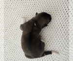Small Photo #14 Akita Puppy For Sale in STRAFFORD, MO, USA
