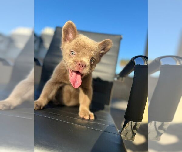 Medium Photo #31 French Bulldog Puppy For Sale in LOS ALTOS, CA, USA