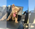 Small Photo #31 French Bulldog Puppy For Sale in LOS ALTOS, CA, USA