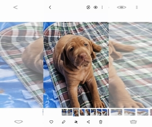 Vizsla Puppy for sale in ARLINGTON, TX, USA