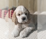 Puppy BEAR Cocker Spaniel