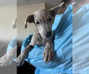 Mutt Dogs for adoption in San Antonio, TX, USA