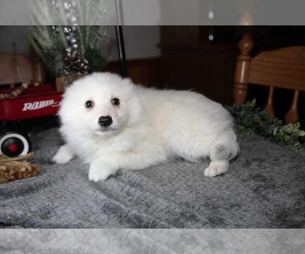 Medium Photo #15 Miniature American Eskimo Puppy For Sale in GENEVA, IN, USA
