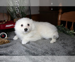 Small Photo #15 Miniature American Eskimo Puppy For Sale in GENEVA, IN, USA