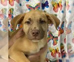 Small #1 American Pit Bull Terrier Mix