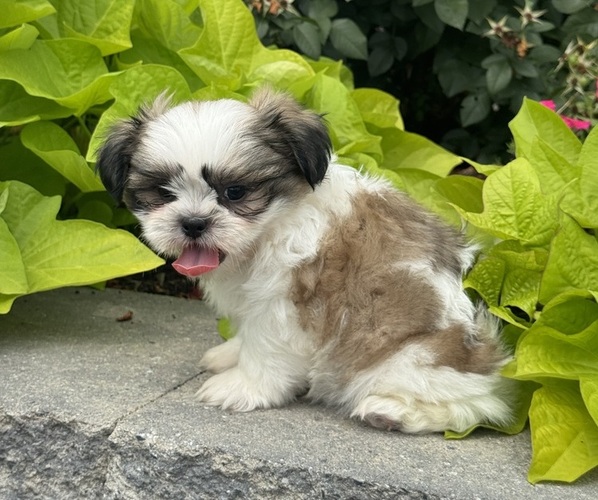 Medium Photo #4 Shih Tzu Puppy For Sale in CANOGA, NY, USA