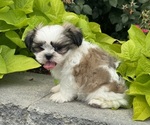 Small #3 Shih Tzu