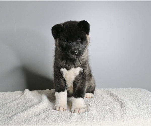 Medium Photo #3 Akita Puppy For Sale in MILLERSBURG, OH, USA