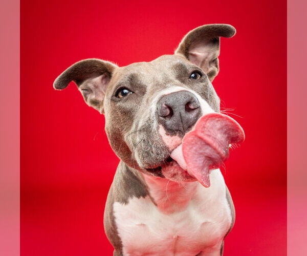 Medium Photo #10 American Pit Bull Terrier-Unknown Mix Puppy For Sale in Derwood, MD, USA