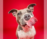 Small #9 American Pit Bull Terrier Mix
