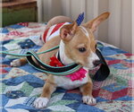 Small #2 Basenji